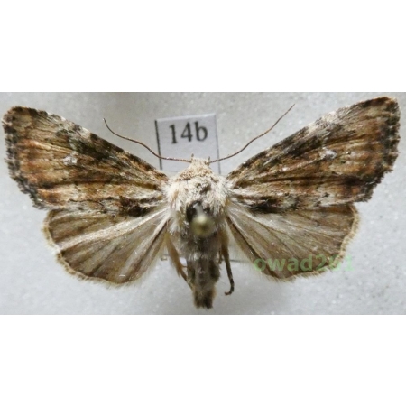 Apamea scolopacina (Esper, 1788) Czech14b